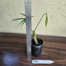 Load image into Gallery viewer, #M91 Anthurium Polydactylum