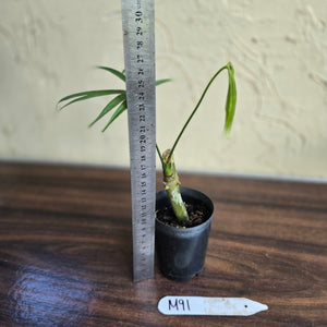 #M91 Anthurium Polydactylum