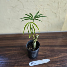 Load image into Gallery viewer, #M91 Anthurium Polydactylum