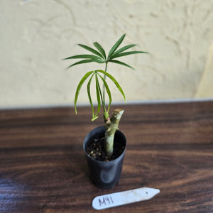 #M91 Anthurium Polydactylum