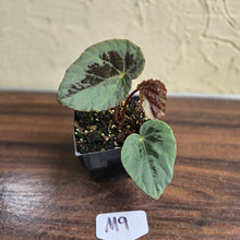 Load image into Gallery viewer, #M9 Begonia Burkillii Silver