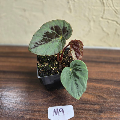 #M9 Begonia Burkillii Silver