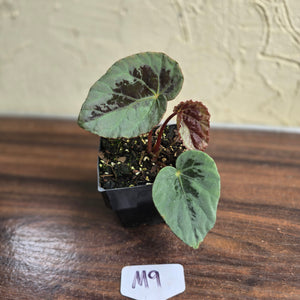 #M9 Begonia Burkillii Silver
