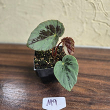 Load image into Gallery viewer, #M9 Begonia Burkillii Silver