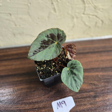 Load image into Gallery viewer, #M9 Begonia Burkillii Silver