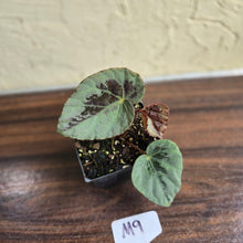 Load image into Gallery viewer, #M9 Begonia Burkillii Silver