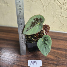 Load image into Gallery viewer, #M9 Begonia Burkillii Silver