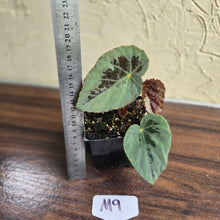 Load image into Gallery viewer, #M9 Begonia Burkillii Silver