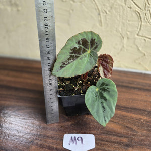 #M9 Begonia Burkillii Silver