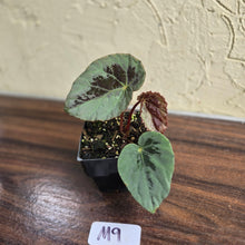 Load image into Gallery viewer, #M9 Begonia Burkillii Silver