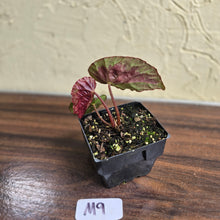 Load image into Gallery viewer, #M9 Begonia Burkillii Silver