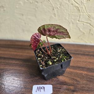 #M9 Begonia Burkillii Silver