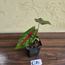 Load image into Gallery viewer, #G15 Caladium Picturatum