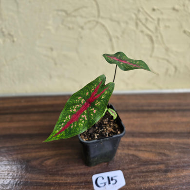 #G15 Caladium Picturatum