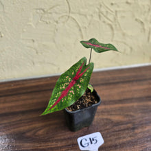 Load image into Gallery viewer, #G15 Caladium Picturatum