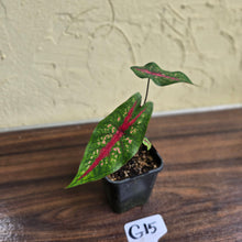 Load image into Gallery viewer, #G15 Caladium Picturatum