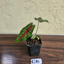 Load image into Gallery viewer, #G15 Caladium Picturatum