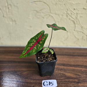 #G15 Caladium Picturatum