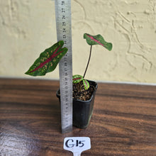 Load image into Gallery viewer, #G15 Caladium Picturatum