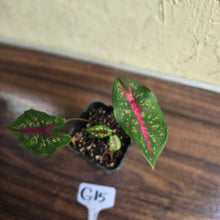 Load image into Gallery viewer, #G15 Caladium Picturatum