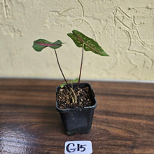 Load image into Gallery viewer, #G15 Caladium Picturatum