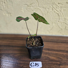 Load image into Gallery viewer, #G15 Caladium Picturatum