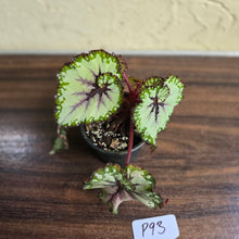 Load image into Gallery viewer, #P93 Begonia Unknown