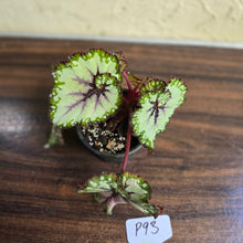 Load image into Gallery viewer, #P93 Begonia Unknown