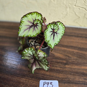 #P93 Begonia Unknown
