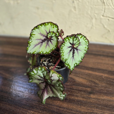 #P93 Begonia Unknown