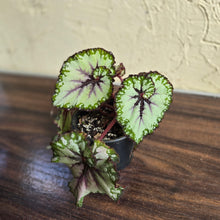 Load image into Gallery viewer, #P93 Begonia Unknown