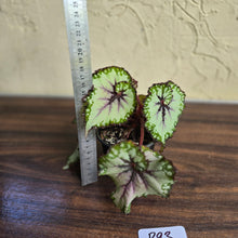 Load image into Gallery viewer, #P93 Begonia Unknown