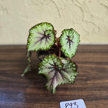 Load image into Gallery viewer, #P93 Begonia Unknown