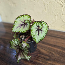 Load image into Gallery viewer, #P93 Begonia Unknown