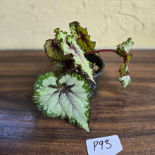 Load image into Gallery viewer, #P93 Begonia Unknown