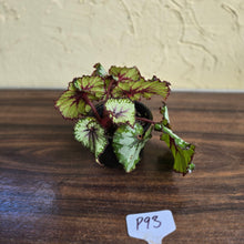 Load image into Gallery viewer, #P93 Begonia Unknown
