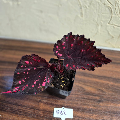 #B82 Begonia Dr Karissa
