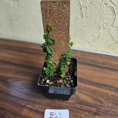 #B42 Ficus Thunbergii