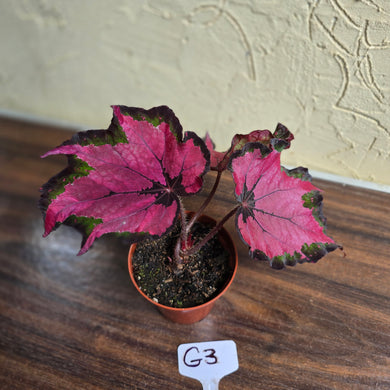 #G3 Begonia Unknown