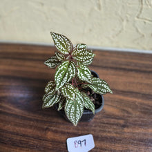 Load image into Gallery viewer, #B97 Sonerila Maculata