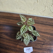 Load image into Gallery viewer, #B97 Sonerila Maculata