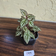 Load image into Gallery viewer, #B97 Sonerila Maculata