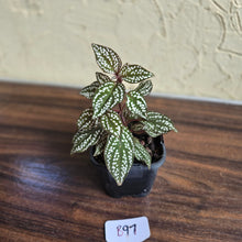 Load image into Gallery viewer, #B97 Sonerila Maculata