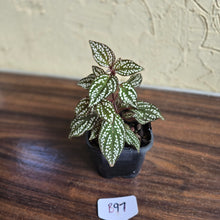 Load image into Gallery viewer, #B97 Sonerila Maculata