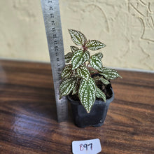 Load image into Gallery viewer, #B97 Sonerila Maculata