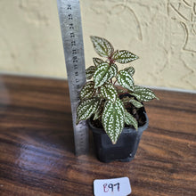 Load image into Gallery viewer, #B97 Sonerila Maculata
