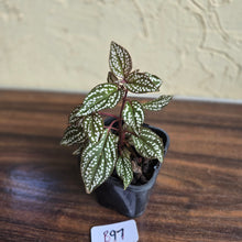 Load image into Gallery viewer, #B97 Sonerila Maculata