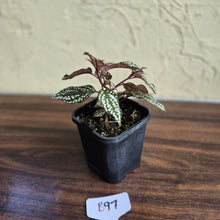 Load image into Gallery viewer, #B97 Sonerila Maculata