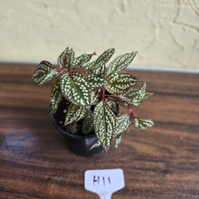 Load image into Gallery viewer, #H11 Sonerila Maculata