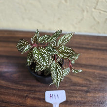 Load image into Gallery viewer, #H11 Sonerila Maculata